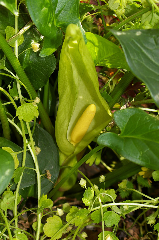 Arum italicum / Gigaro chiaro